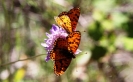 Butterflies Cazorla Natural Park Www.andrewforbes.com 