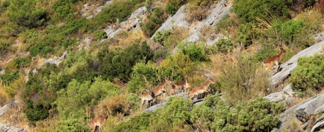 Herd Of Wild Goats Sierra De Las Nieves
