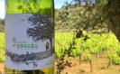 Tasting wine, in the shade of an Holm Oak… at La Melonera La Melonera Ronda Winery Andalucia Diary 3