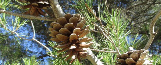 Sierra De Las Nieves Pine Cone Cropped