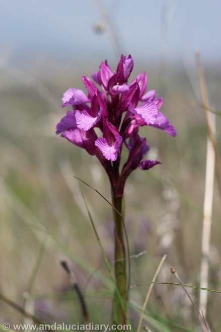 Andalusian Orchids Cortijo de las Nieves (1)