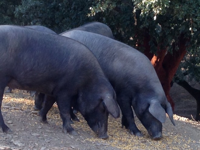 Iberico Pigs