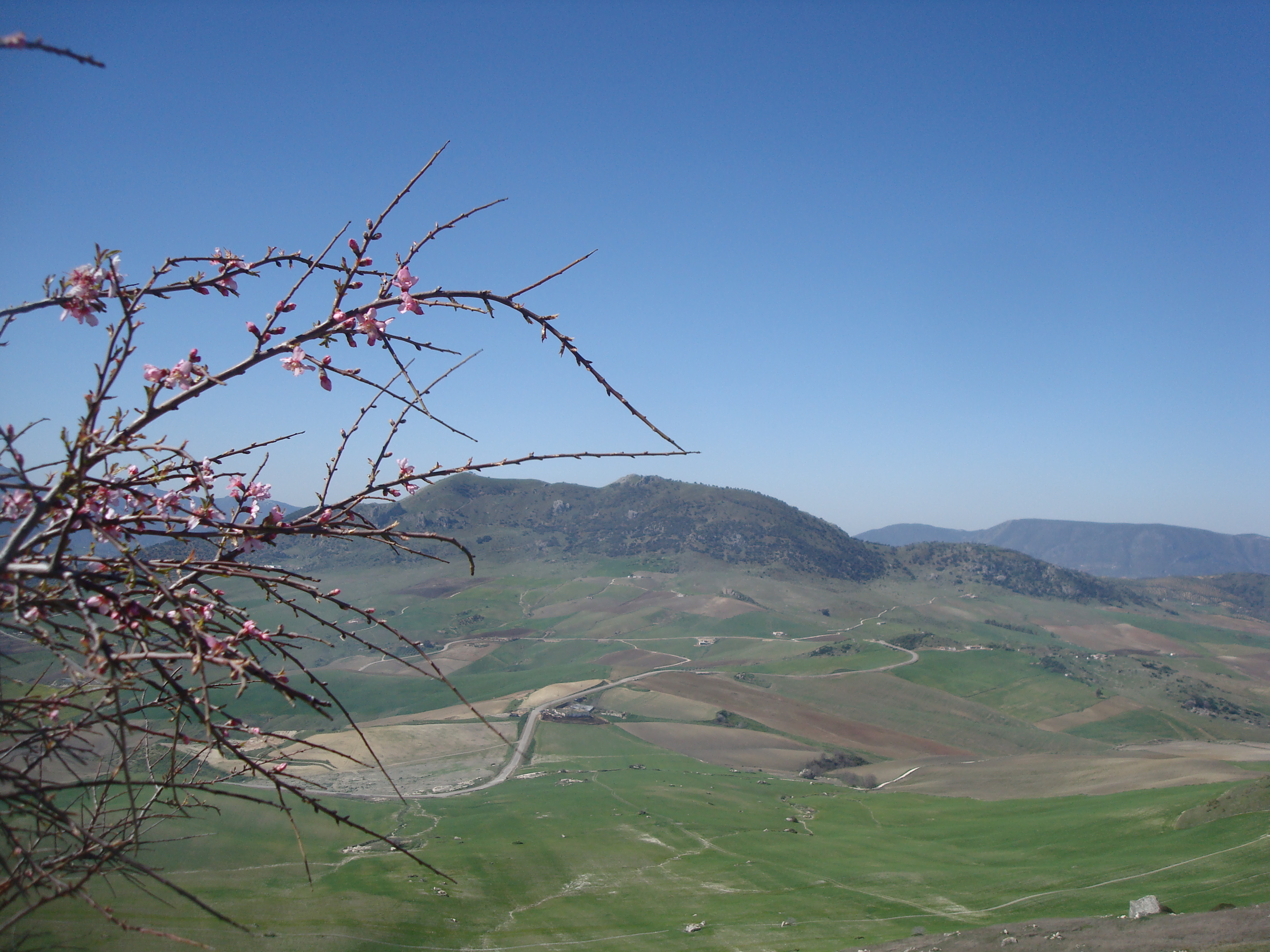 Spring blossom and view