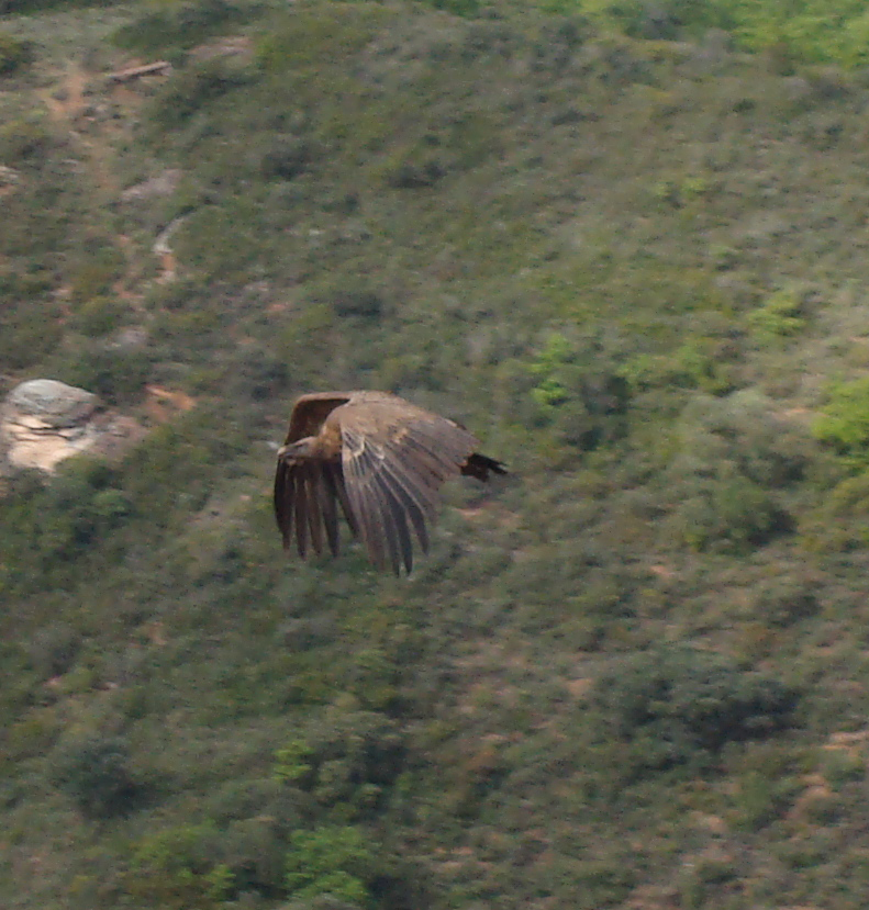 Griffin Vulture, Ronda