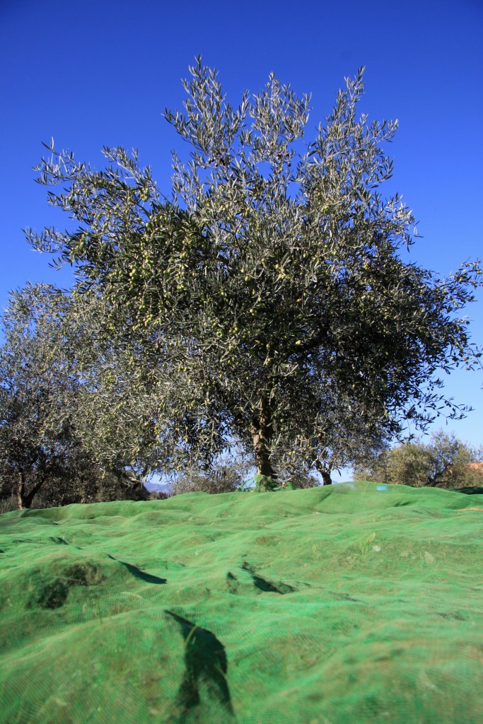 Olive_tree_net_harvest