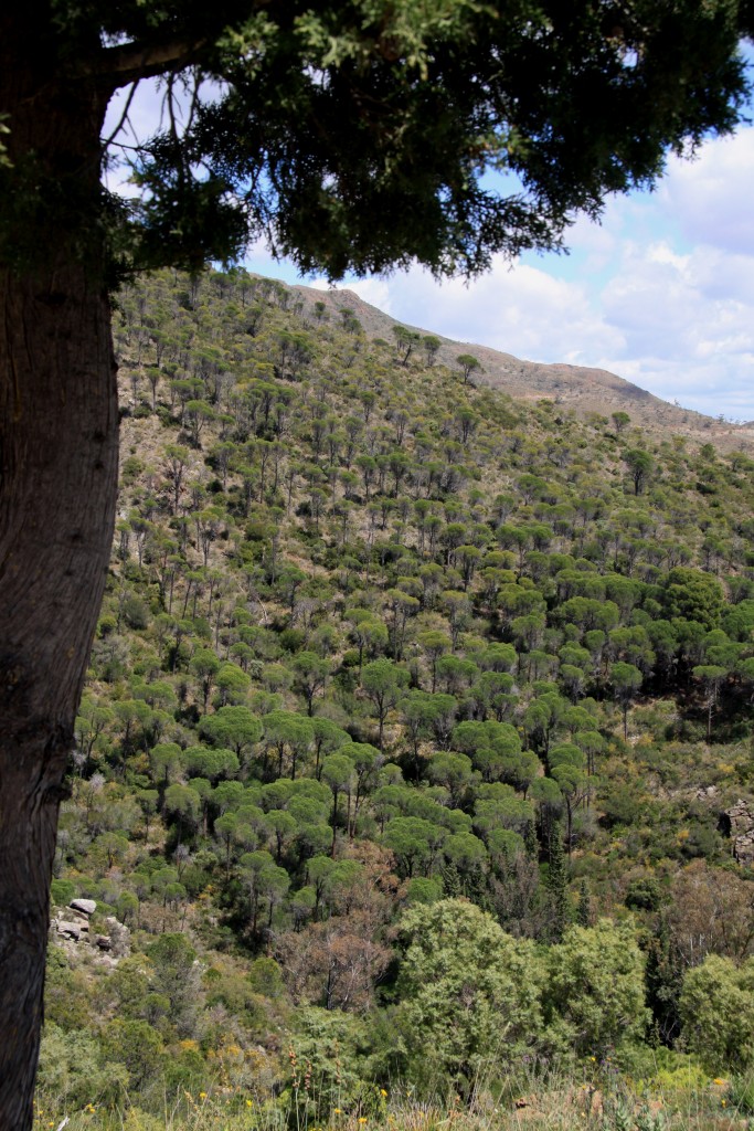 Mediterranean pines of Entrerios, Malaga, andalucia