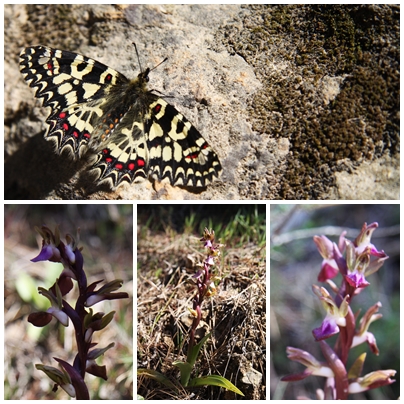 Orchids_butterflies_montes_de_malaga_natural_park_Spanish Festoon Zerynthia Rumina