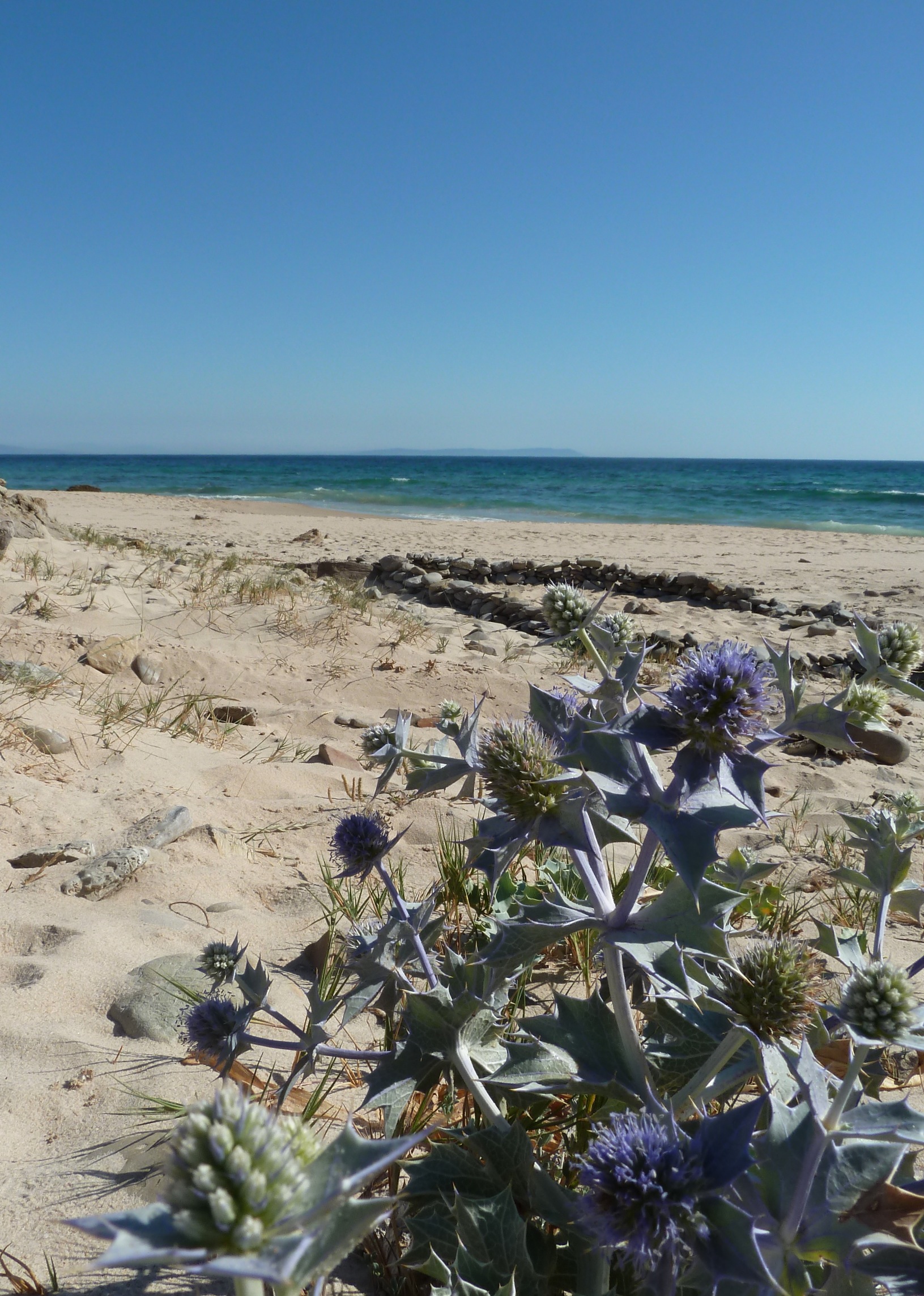Flowering Thistles Bolonia Beach