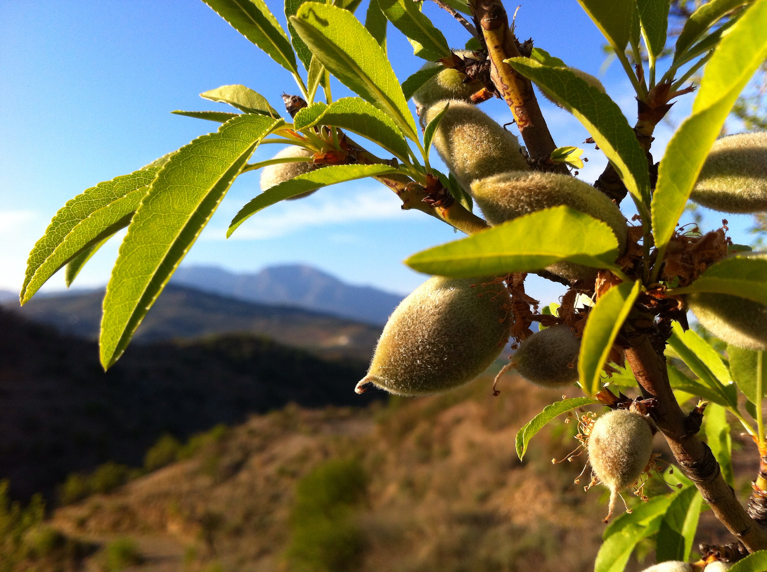Fresh, green almonds, February, at Cortijo de las Nieves near Guaro
