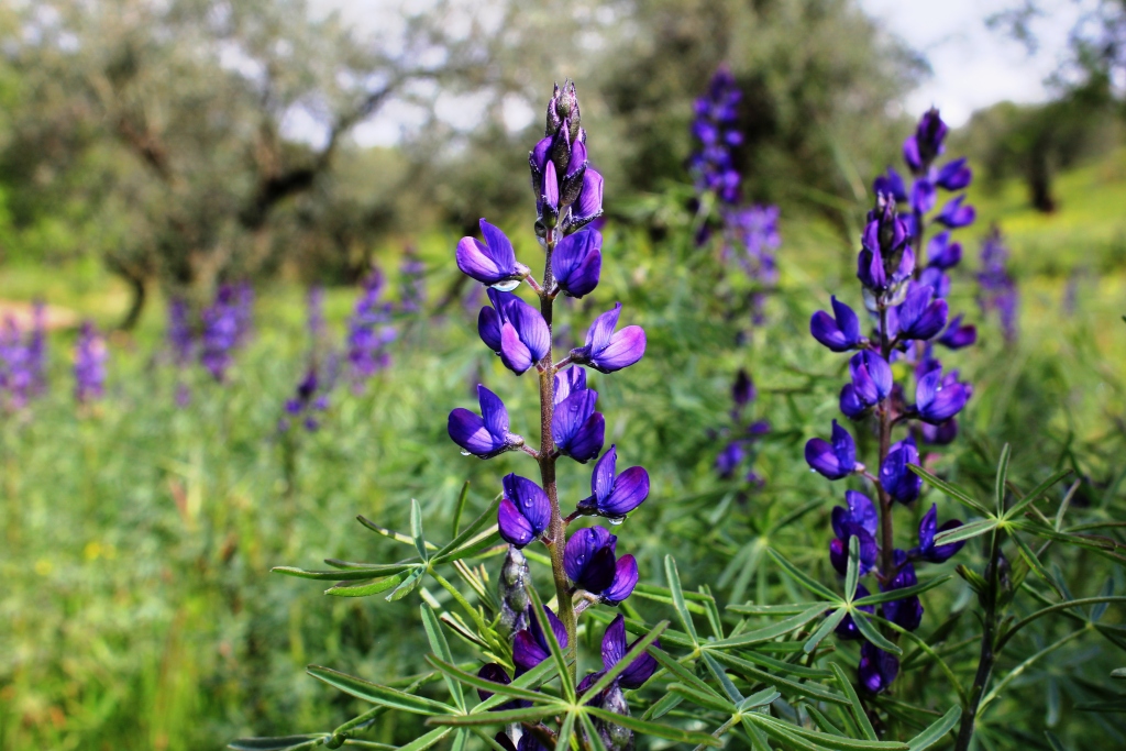 Wild Andalusian Lupins