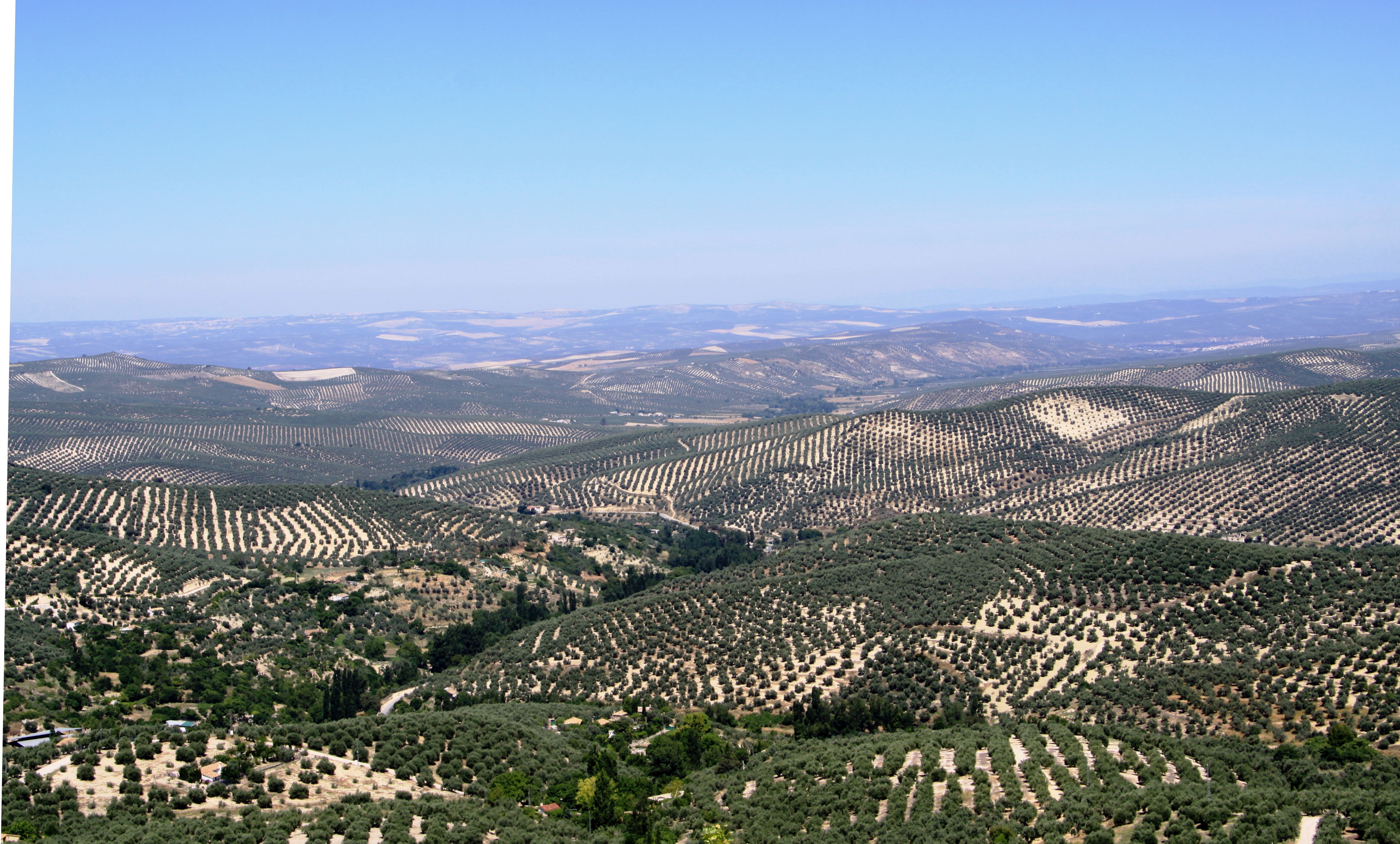 Olive Groves. Jaen Province (A Forbes)