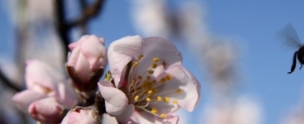 Bee Pollenating Almond Blossom Guaro Cortijo De Las Nieves Andrew Forbes Retrospective