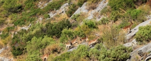 Herd Of Wild Goats Sierra De Las Nieves